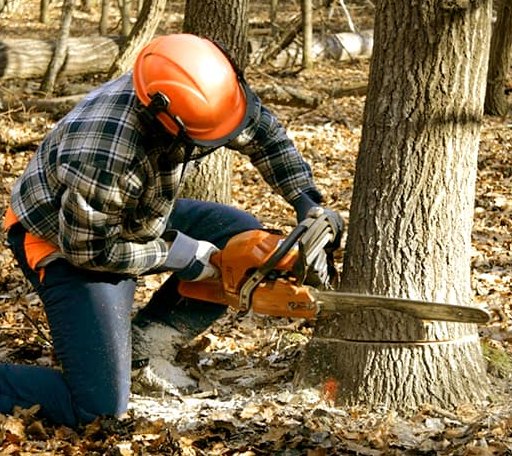 Tree Removal in Egypt, AR